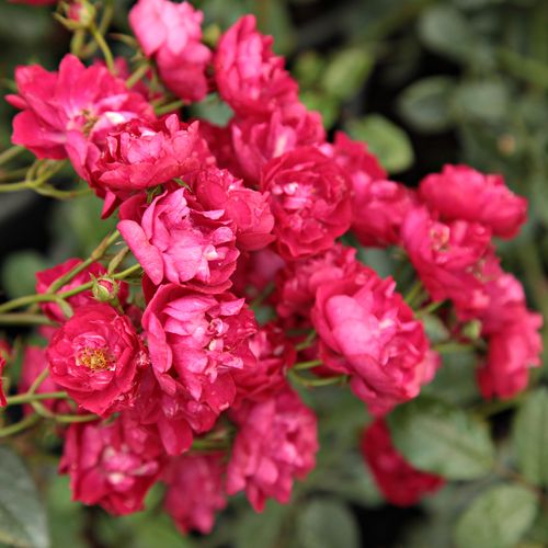 Rozen bestellen en bezorgen - Rosa Ännchen Müller - zacht geurende roos - Stamroos – Kleine bloemen - roze - Johann Christoph Schmidthangende kroonvorm - 0